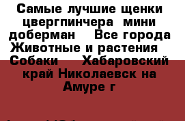 Самые лучшие щенки цвергпинчера (мини доберман) - Все города Животные и растения » Собаки   . Хабаровский край,Николаевск-на-Амуре г.